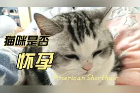 猫咪具有这6个明显特征，判断可能是怀孕啦视频封面