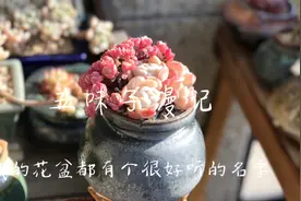 接着上一期视频，继续分享种多肉的花盆，四个字形容“古朴典雅”视频封面