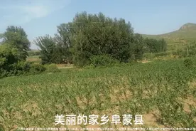 美丽的家乡阜新蒙古族自治具山清水秀景色宜人#感谢平台视频封面