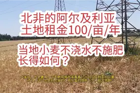北非土地租金只要100/亩/年，当地小麦不浇水不施肥，长的如何？视频封面