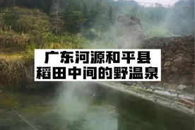 广东河源发现一处天然的野温泉，温度可达80多度，周边却水稻田视频封面