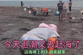 在青岛国棉八厂海滩赶海，好多人在挖蛤蜊！