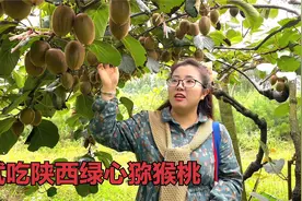 陕西翠香猕猴桃又大又甜，悦悦一口气吃了两个，味道好得没话说！视频封面