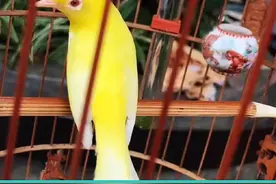 纠正绣眼三大恶习及鸟食配方视频封面