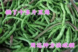 农村大妈自制干豆角好方法，保存一年都不坏家人都爱吃比新鲜好吃