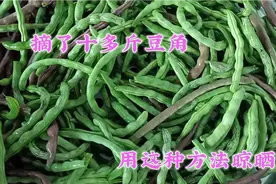 农村大妈自制干豆角好方法，保存一年都不坏家人都爱吃比新鲜好吃视频封面