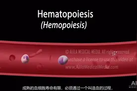 造血过程：“造血干细胞”如何向红细胞、白细胞、血小板的分化视频封面
