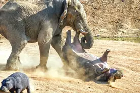 尴尬，3000公斤犀牛单挑5吨重两头大象，这下搞大了视频封面