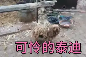 小泰迪太可怜了，投胎到农村就是命苦啊，整天被拴着，看这心酸视频封面