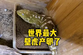 世界最大壁虎产卵了视频封面