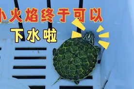 出壳了18天的火焰龟苗，今天正式入水！视频封面