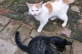 头窝和二窝！去年喂的流浪猫来了！小猫哈气威胁！其实是一奶同胞视频封面