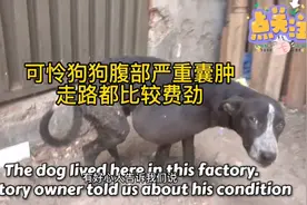狗狗腹部长了一个很大的肿囊。走路都费劲。不知道是怎么生活的。视频封面
