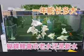 蝴蝶鲤一年能长多大？蝴蝶鲤喜欢新水还是老水？养了一年了没死过视频封面