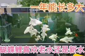 蝴蝶鲤一年能长多大？蝴蝶鲤喜欢新水还是老水？养了一年了没死过视频封面