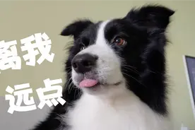 看眼神就知道，狗狗有多嫌弃主人视频封面
