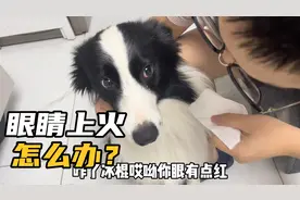 边牧眼睛上火有炎症怎么办？滴眼药水呀，滴眼药水！
