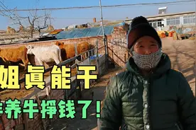 60岁农村大姐种了20亩地，还养牛养羊真能干，收入不少钱，日子美视频封面