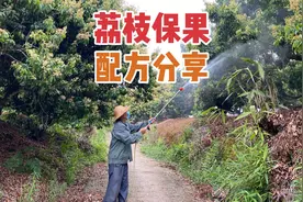 专业果农无保留分享荔枝保果配方 荔枝坐果率高品质好 易懂又实用视频封面
