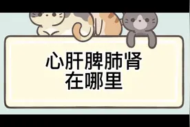 心肝脾肺肾在哪里？快来看一看，