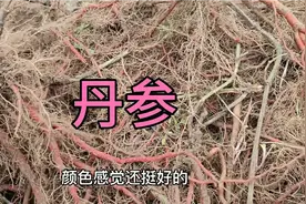 被称为“神仙水”的丹参你认识吗？可以泡水喝，这算试种成功了吗视频封面