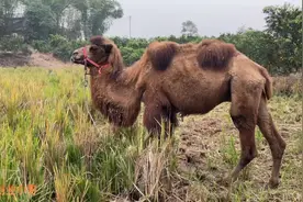 骆驼有多能吃，养了就知道，没有充足的牧草不建议养视频封面