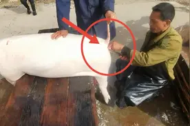 漂亮姐姐养了7个月的猪颜色苍白 都认为这肉不行 没想到是个极品视频封面