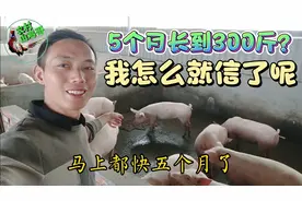 网上说5个月的猪能长到300斤，你信吗？看看这猪养了140多天有多视频封面