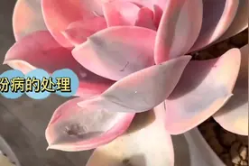 多肉植物白粉病，不严重时怎么处理？掌握多肉的品种，把握好浇水视频封面