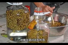 地蜂泡酒功效和作用