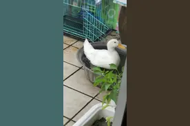 如何分辨鸭子公母？图片