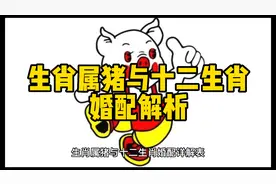 生肖猪与十二生肖婚配表#生肖 #生肖婚配视频封面