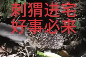 刺猬进宅，好事必来