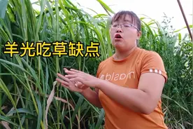 羊光吃草不吃料行不行?5年养殖户说出实情，有理有据！