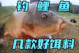 伏天钓鲤鱼，这几款饵料堪称经典，只要水里有鲤鱼，那就能钓到视频封面