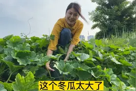 听说地里结了一个很大很大的冬瓜，走 看看这个冬瓜到底有多大视频封面