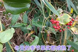 中文名称[菝葜]别名金刚藤.金刚刺。视频封面