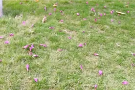 花开花落都是诗，人生又何尝不应如此，既能温柔盛开亦能优雅落幕视频封面