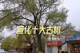 古城宣化十大古树，第一名的树龄真让人想不到。视频封面