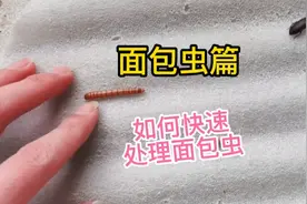如何快速处理面包虫，一共分四步