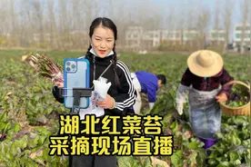 湖北的红菜苔你们吃过吗？90后女孩第一次直播带货，效果太意外了视频封面
