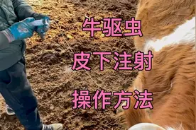 给牛驱虫，皮下注射，最简单的操作方法，一看就会