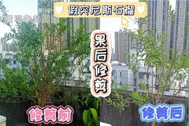 石榴树采收后这样打顶、疏枝、压枝，只留3个分枝会不会下手太狠视频封面