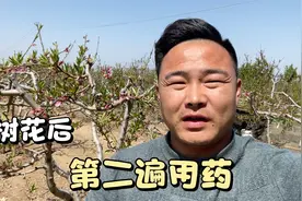 桃树谢花后“第二遍用药很关键”我们需要如何搭配防治病虫害？视频封面
