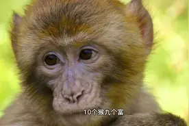 10个猴九个富？生肖猴，前程似锦，事业丰收！视频封面