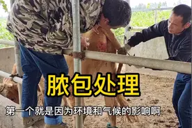 养牛新手老手，都会遇到牛脓包，形成原因和解决方法，收藏备用视频封面