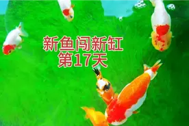 金鱼大肚子里到底是什么？解剖病鱼找到鱼死亡的原因！视频封面