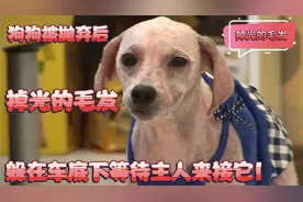狗狗被主人抛弃后，喜欢躲在车底下，全身毛发脱落的狗狗视频封面