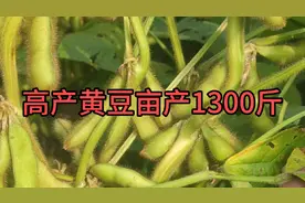 大豆新品种亩产1300斤点关注送你种子试试种丰收了明年种