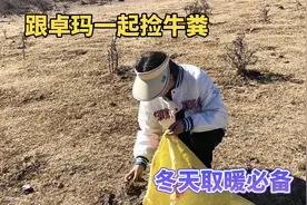 跟藏族小姐姐卓玛一起上山捡牛粪，在藏族当地烧牛粪取暖是必备的视频封面